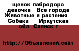 щенок лабродора девочка - Все города Животные и растения » Собаки   . Иркутская обл.,Саянск г.